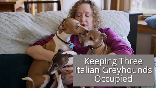 Three Italian Greyhounds on a woman's lap needing attention.
