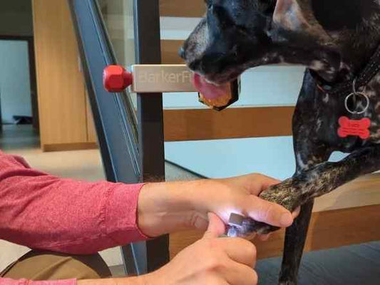 How to trim your dog's nails safely
