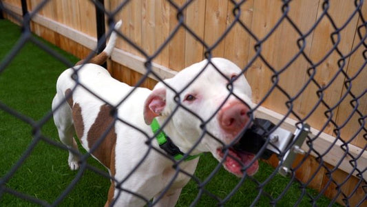 Happy shelter dog in a kennel with a Zilla Kennel Clamp kit filled with dog food attached to the side of the kennel