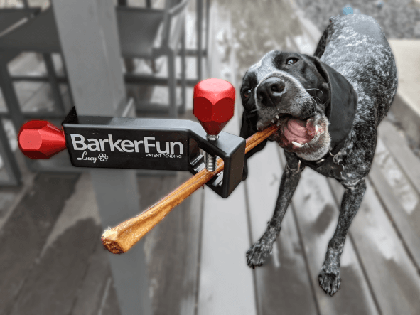 Treat Clincher black and red. Pointer chewing on a bully stick.