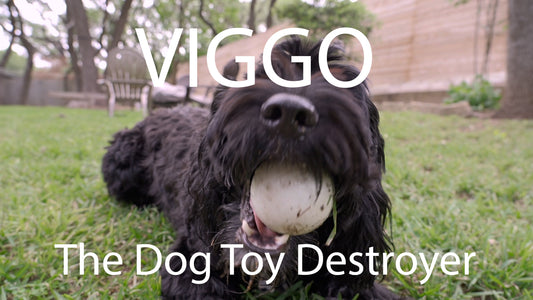 A Portuguese Water Dog chewing on a ball.