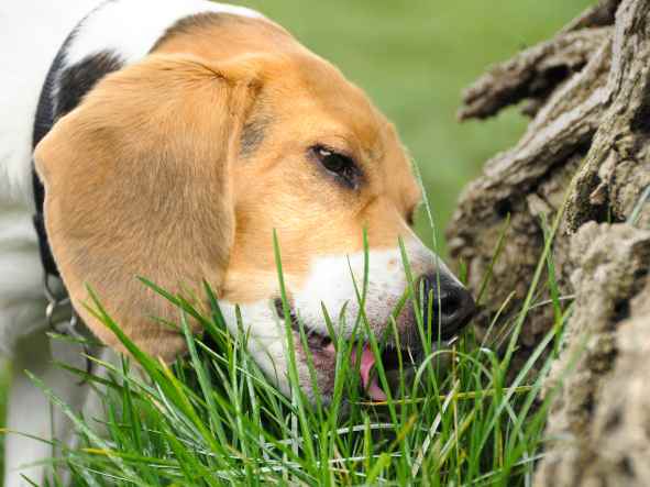 Why does my dog eat deer poop?