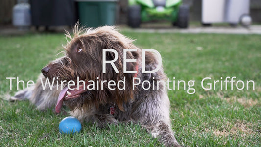 Wirehaired Pointing Griffon in grass with a ball.