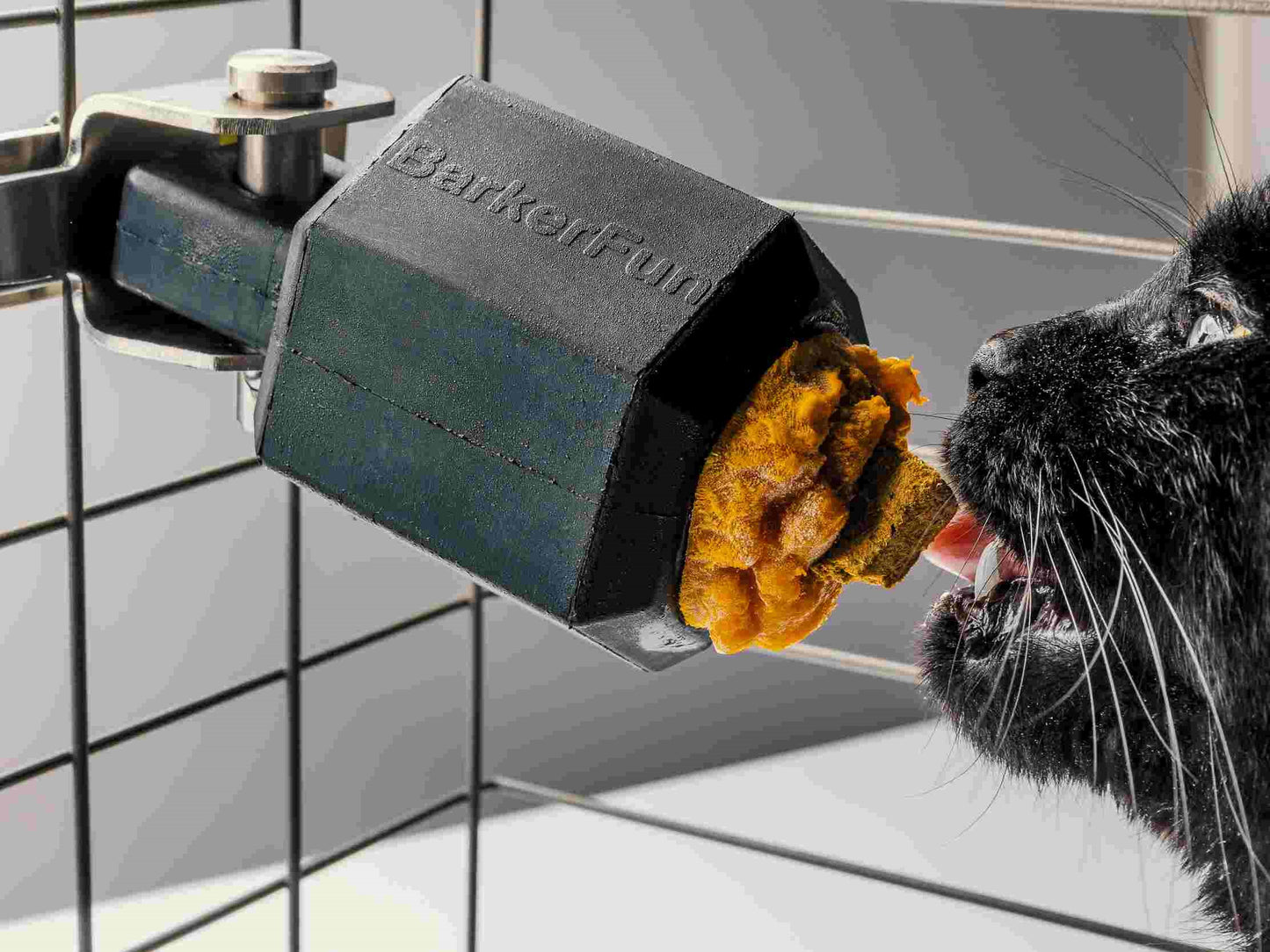 Cat licking food out of a Zilla food container