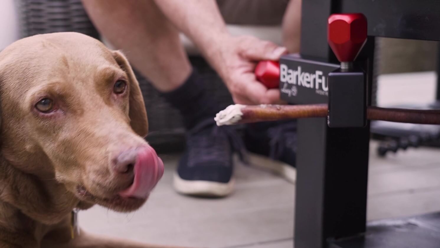 A dog is licking his lips. A treat clincher with a bully stick is attached to a table leg next to the dogs face.