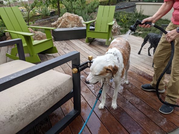 A Catahoula dog calmly getting a bath outside. The dog is chewing on a bully stick attached to a Treat Clincher.
