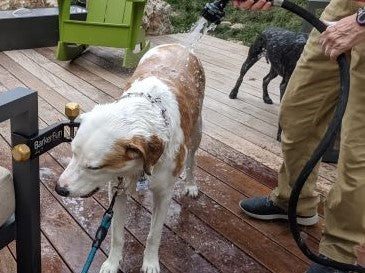 Catahoula dog chewing on a bully stick using the Treat Clincher while getting a bath