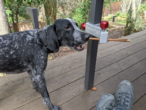 A Treat Clincher with a bully stick. A dog chewing on the bully stick. A person with hiking boots resting nearby.