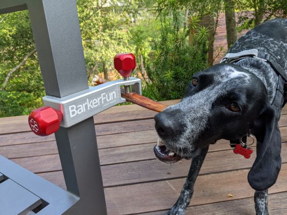 Treat Clincher travel edition with a bully stick and a french pointer