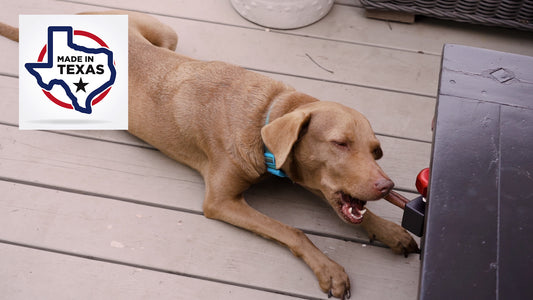 Mixed breed dog chewing on a bully stick in a Treat Clincher attached to a table leg,