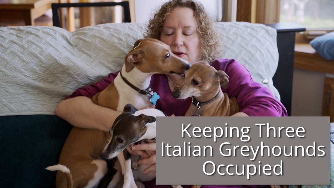Three Italian Greyhounds on a woman's lap needing attention.