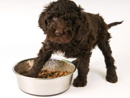 Metal vs. Plastic Dog food container: Which is better and why?