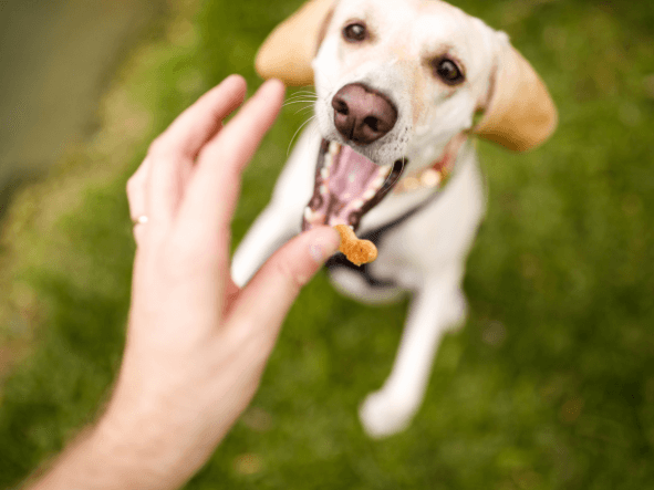 A hand hold dog treats in their fingers. A happy dog receiving the dog treats.