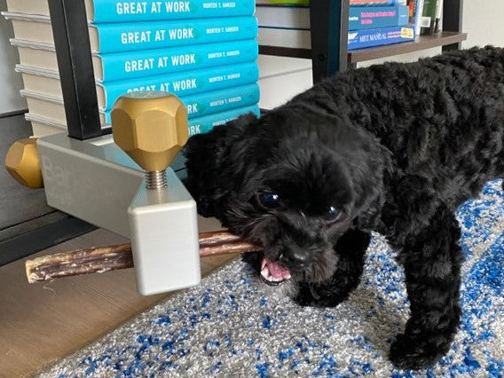 Treat Clincher attached to a bookcase with a bully stick and a small Shihpoo dog chewing. on the bully stick