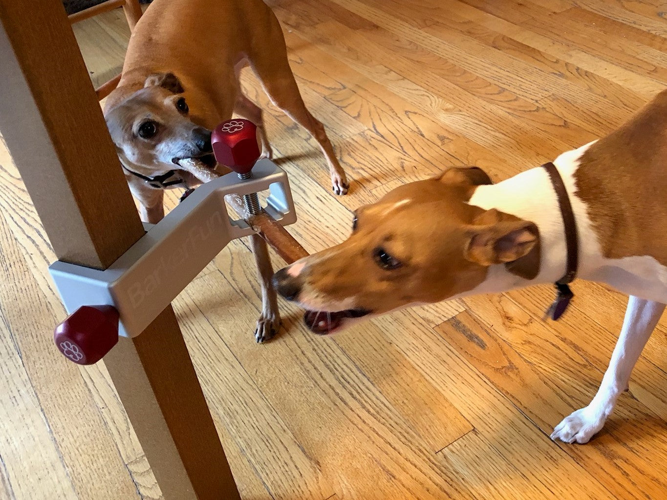 Treat Clincher attached to a table leg with a bully stick and two Italian Greyhounds sharing the bully stick.
