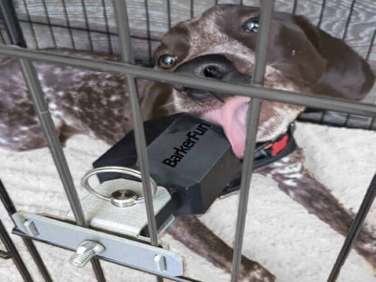 Pointer dog licking a zilla dog food container attached to a crate.
