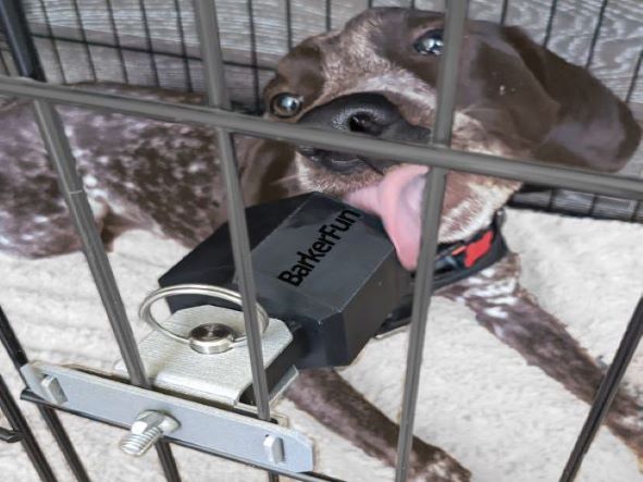 A dog in a crate. The dog is licking a Zilla food container. The Zilla food container is attached to the side of the crate holding the food off the ground.